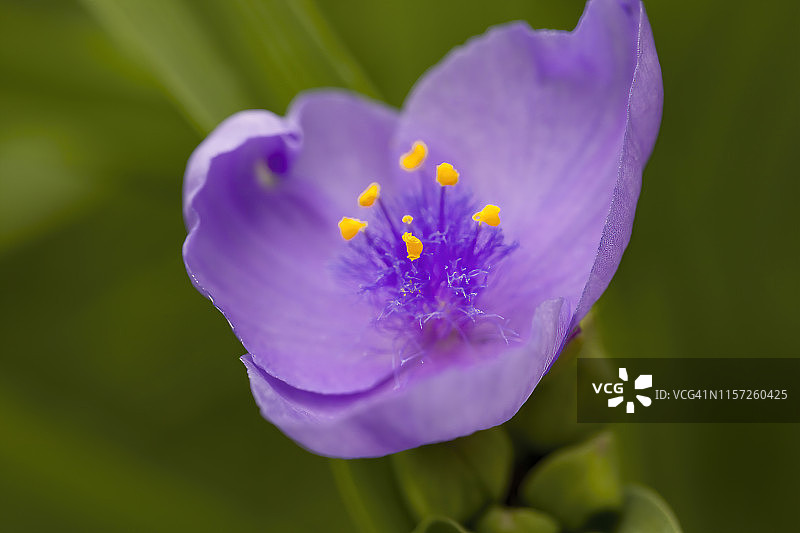 紫色三瓣花Tradescantia蜘蛛草花图片素材