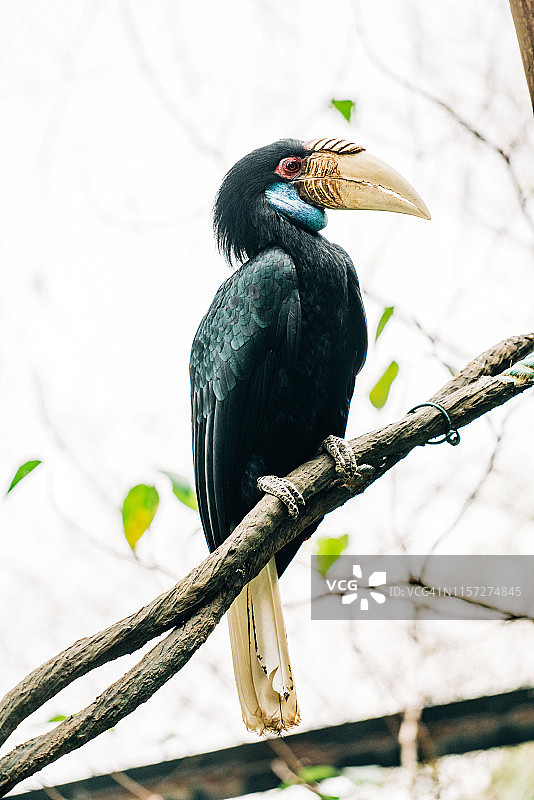 皱纹犀鸟图片素材