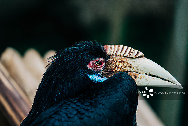 皱盔犀鸟特写图片素材