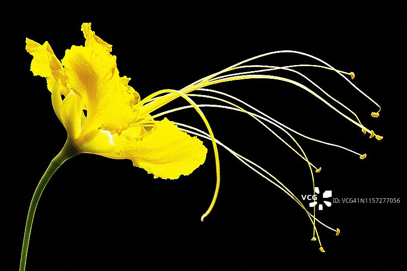 黑色背景上的孔雀花和花粉（红蝴蝶）图片素材