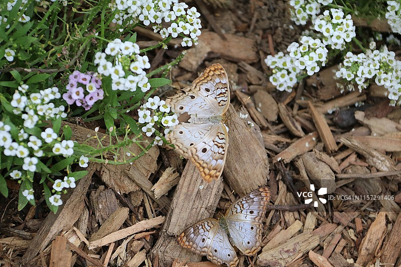 白色孔雀蝴蝶图片素材