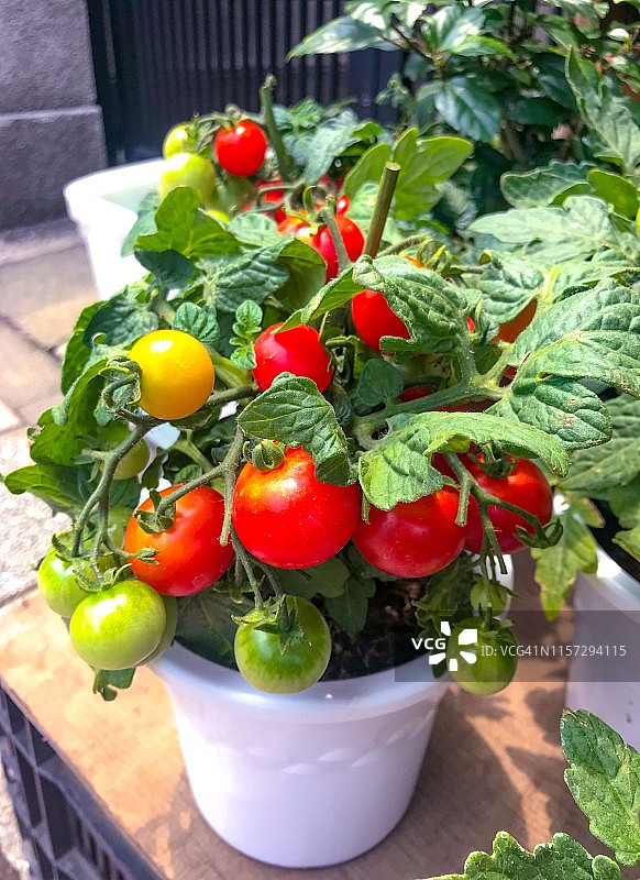 花盆里的番茄植株图片素材