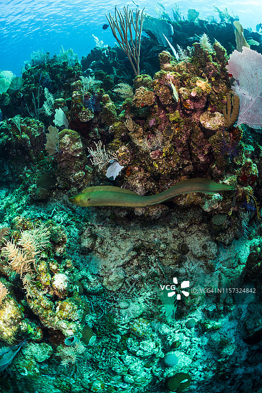 在乌提拉自由游动的绿海鳗图片素材