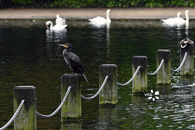 鸬鹚，海德公园长水湖和蛇形湖图片素材