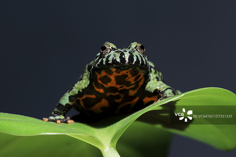 叶子上的东方铃蟾，印度尼西亚图片素材