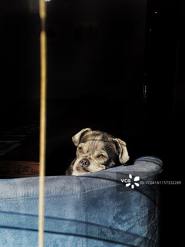 阳光下坐在沙发上的巴哥犬图片素材