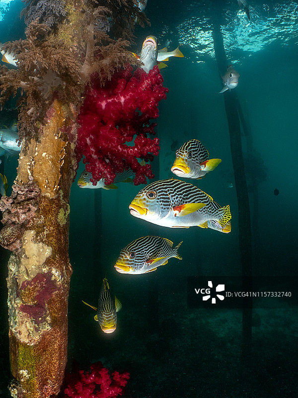 新几内亚西部拉贾安帕，码头下的斜带石鲈图片素材