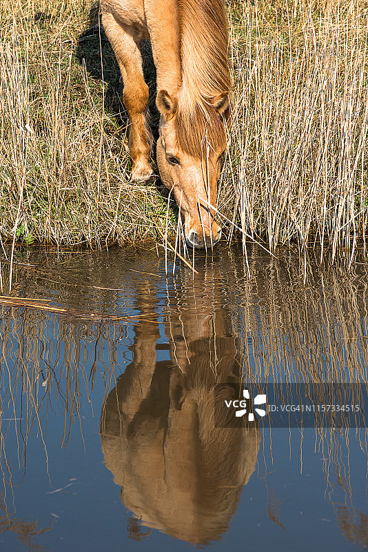 英国剑桥郡威肯芬自然保护区伯韦尔水道岸边的野生柯尼克小马图片素材