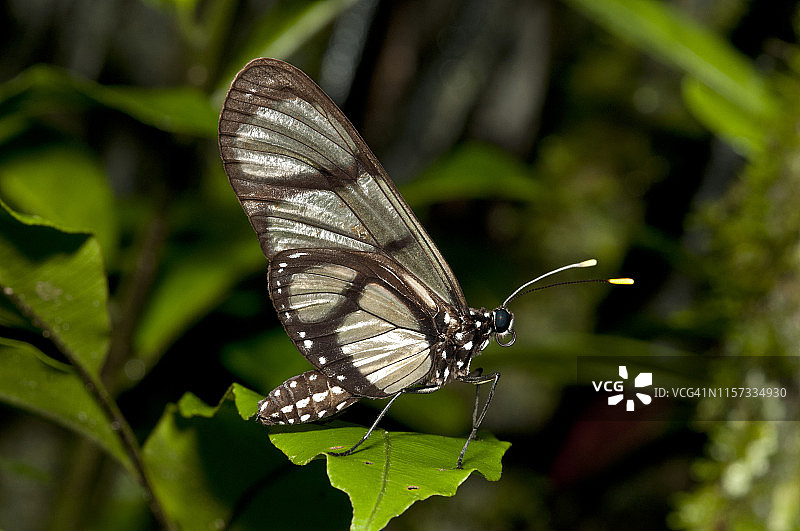 巨型玻璃翼蝶图片素材