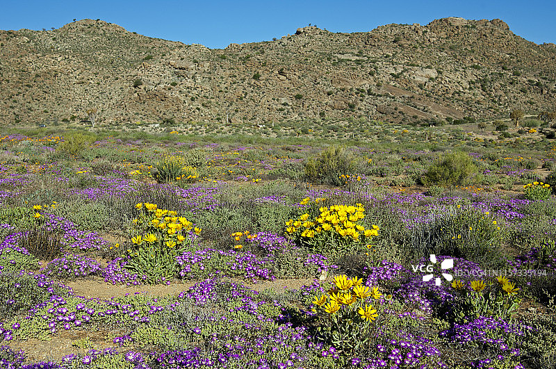 南非纳马夸兰，戈加普自然保护区的春季花卉图片素材