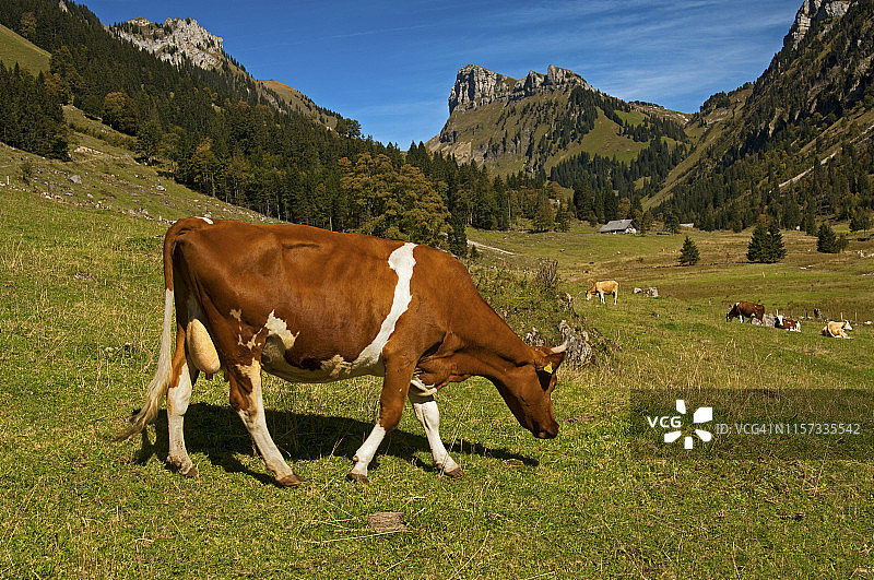 瑞士弗莱克维赫母牛在Justis山谷Pruefel附近的阿尔卑斯牧场上吃草，Schibe山在后面，伯尔尼高地，瑞士图片素材