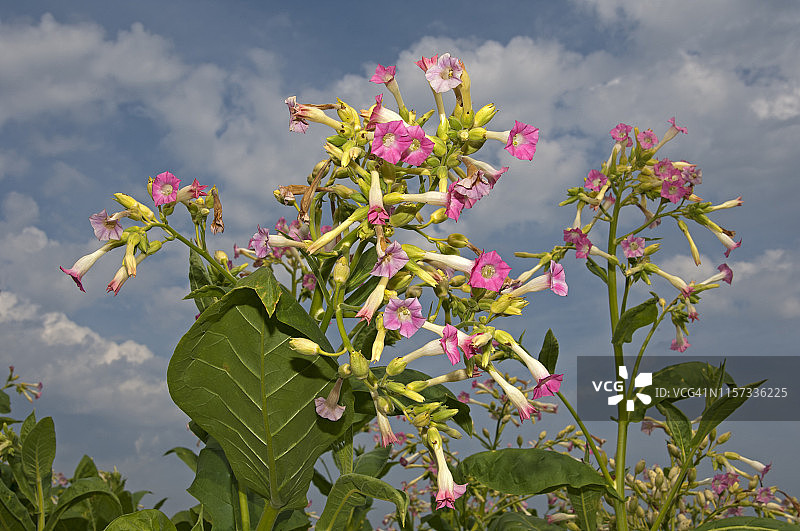 开花的普通烟草，瑞士中央高原，苏黎世州，瑞士图片素材