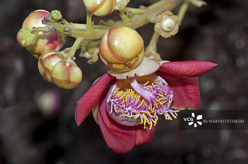 炮弹树的花朵，柬埔寨金边皇家宫殿图片素材