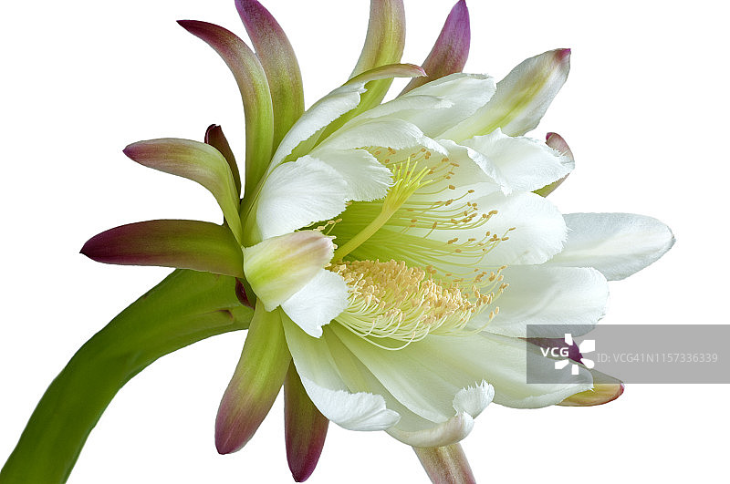 秘鲁苹果仙人掌花图片素材