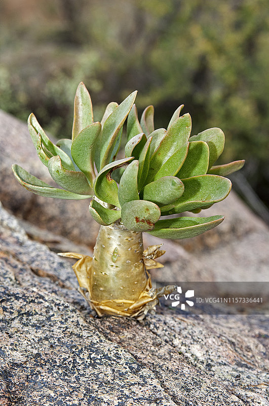 Botterboom，棒槌树，原产地，锥叶景天科，南非的Richtersveld图片素材