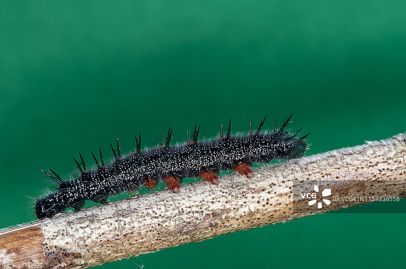 黑裙边眼蛱蝶毛毛虫，展示着紧抓树枝的伪足图片素材