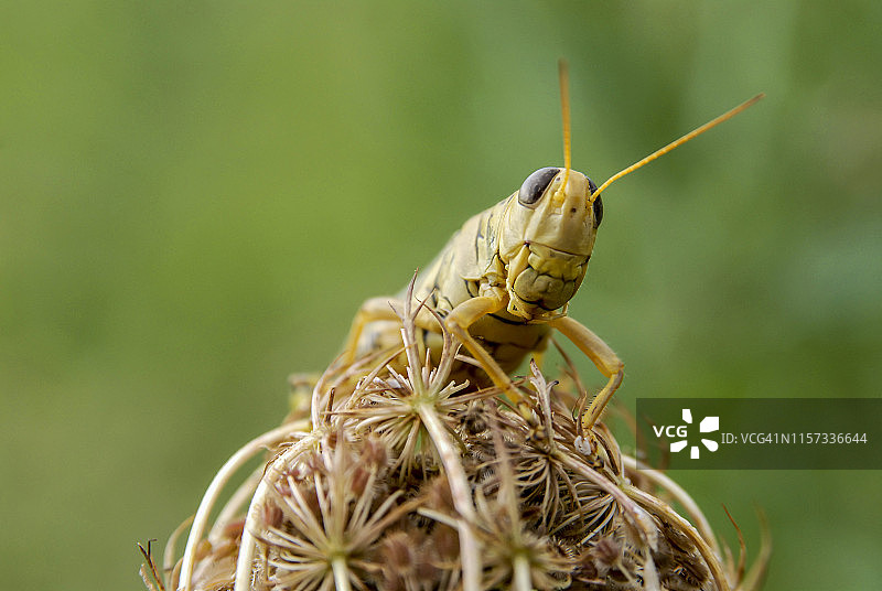 野生胡萝卜上的距胸蝗， Acrididae科，堪萨斯州利文沃斯图片素材