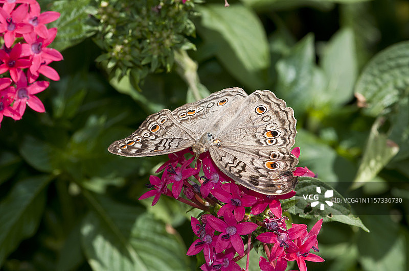 科莫公园蝴蝶园白孔雀蝴蝶图片素材