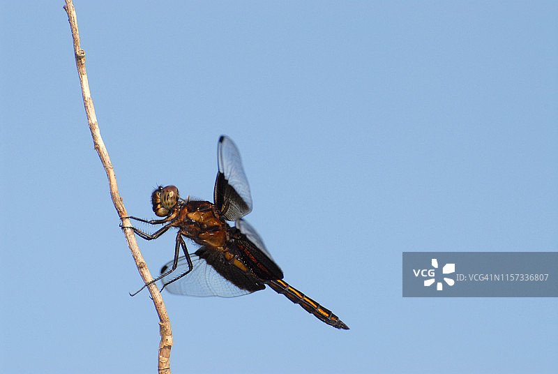 堪萨斯州利文沃思蓝天下寡妇蜻蜓图片素材