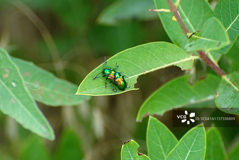 交配中的犬麻花叶甲图片素材