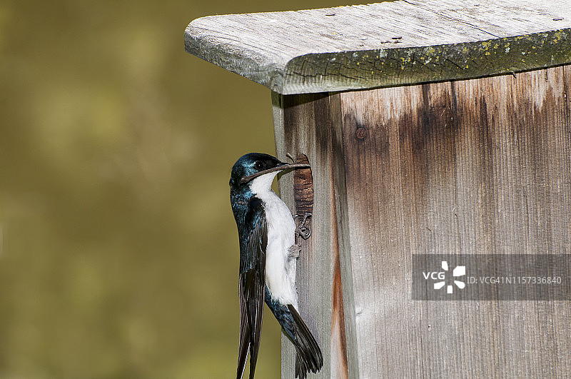 雄性树燕，携带筑巢材料给它的配偶在巢箱里筑巢图片素材