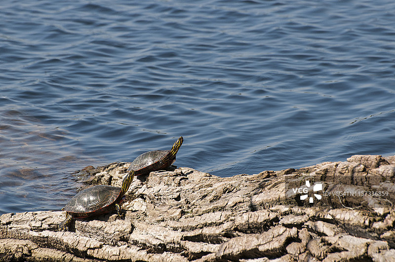 一对西部彩龟在瓦德奈斯湖地区公园的木头上晒太阳图片素材