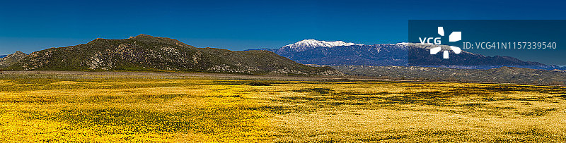 黄色花田与圣贝纳迪诺雪山，加利福尼亚州河滨县图片素材