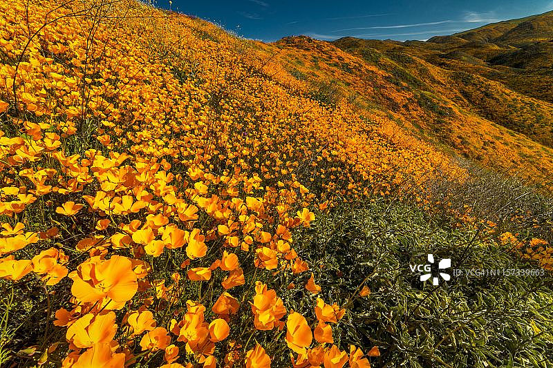 加州罂粟花盛开图片素材