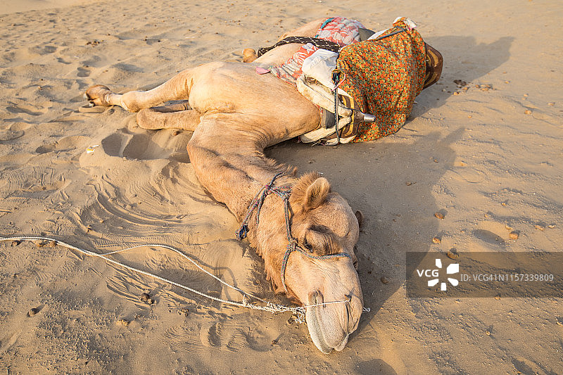 印度，睡着的骆驼图片素材