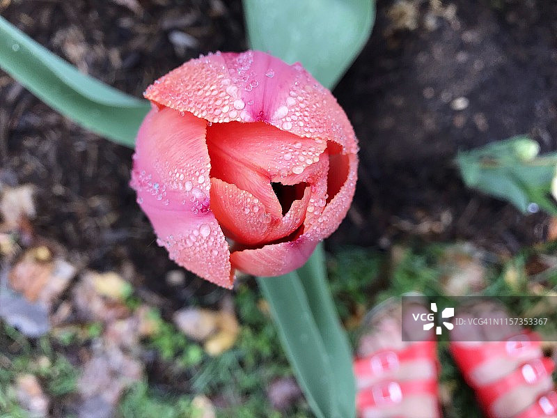 花园郁金香和女士凉鞋图片素材