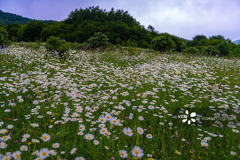 亚美尼亚洛里地区的甘菊田图片素材