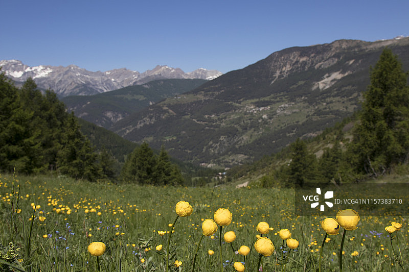 春天山间花海图片素材