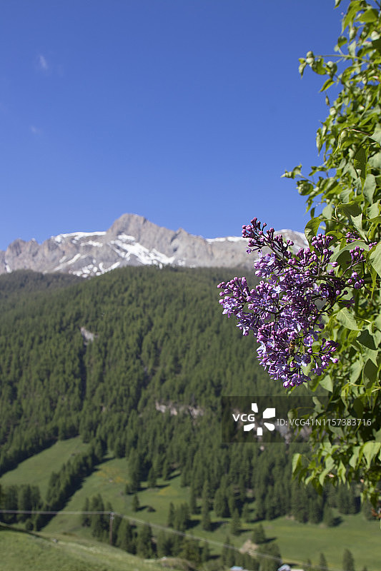春天山间花海图片素材