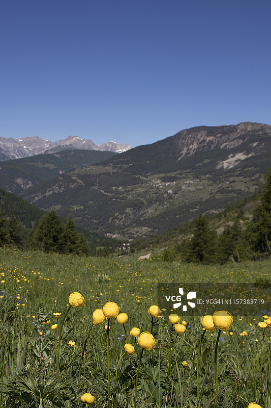 春天山间花海图片素材