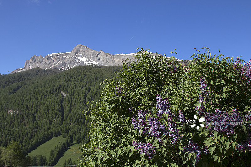 春天山间花海图片素材