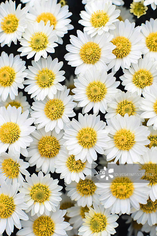 白色甘菊特写图片素材