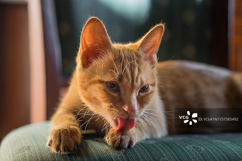 可爱姜黄色小猫舔爪子图片素材