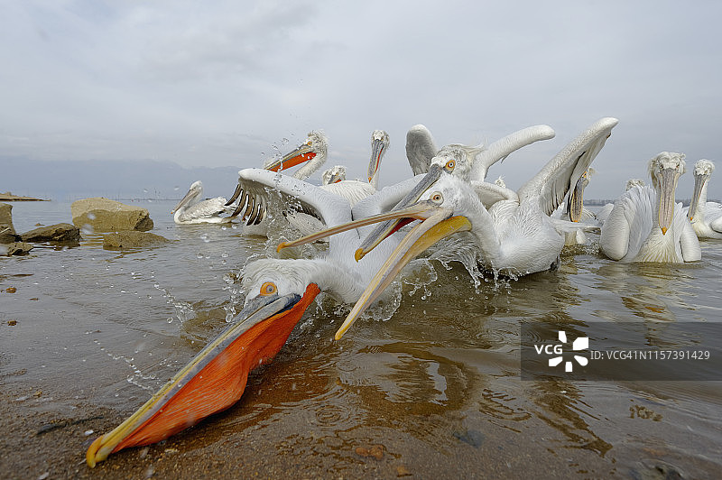 卷羽鹈鹕捕鱼图片素材