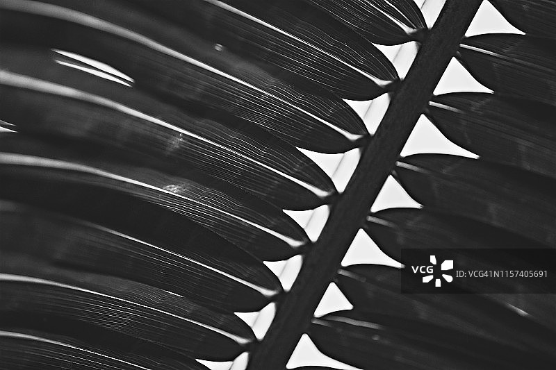 黑白棕榈树叶纹理背景图片素材