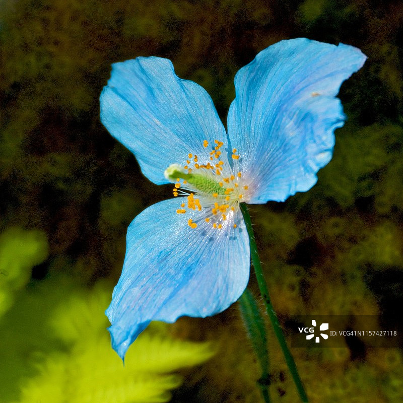 绿绒蒿图片素材