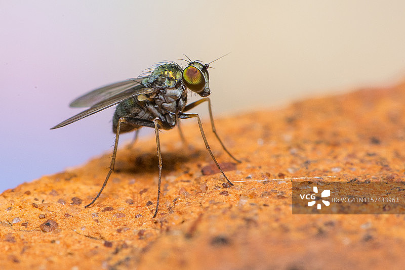 食虫虻图片素材