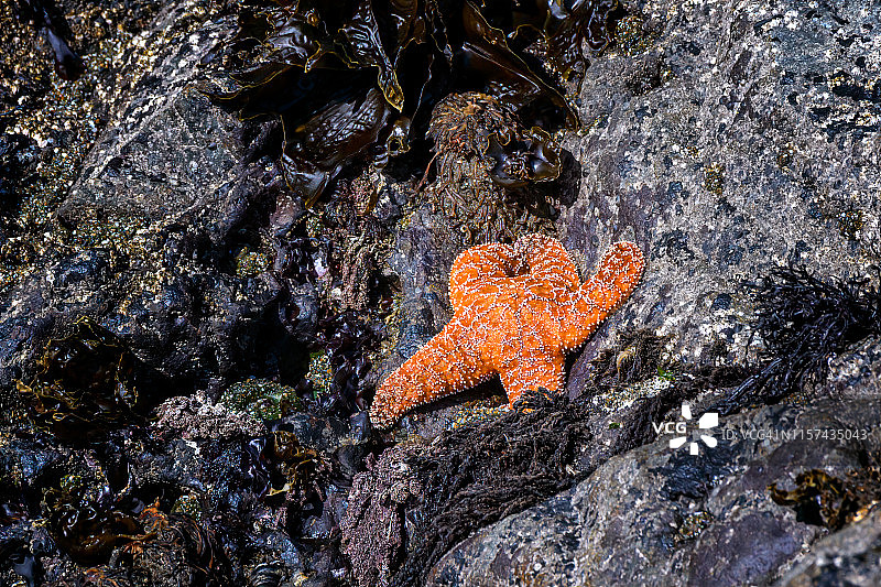 俄勒冈州班登海滩潮间池中的橙色海星图片素材