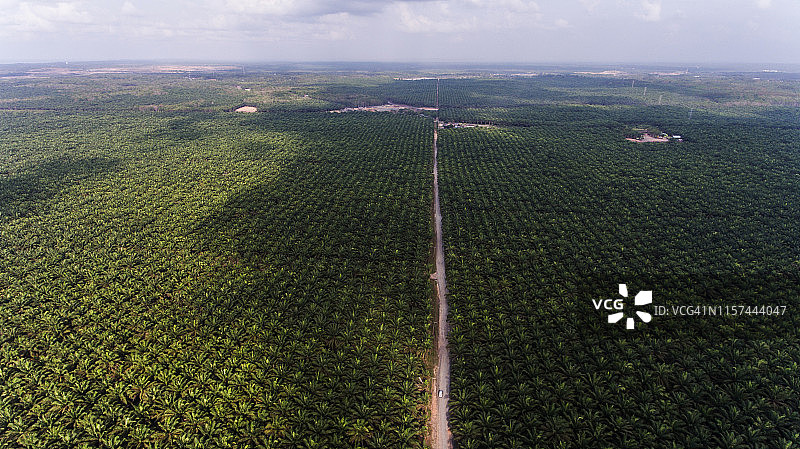 棕榈油种植园图片素材