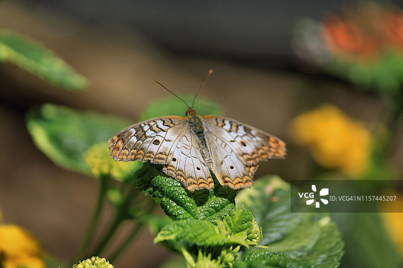 白色孔雀蝴蝶图片素材