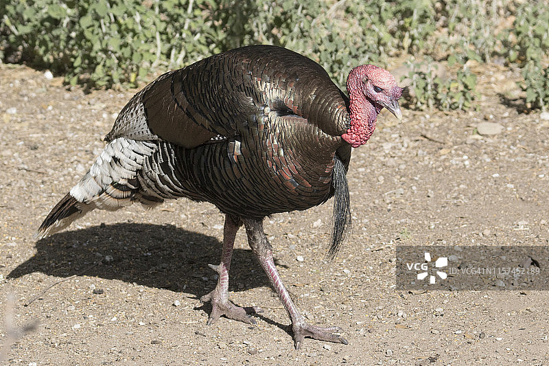 年轻的野生雄火鸡图片素材