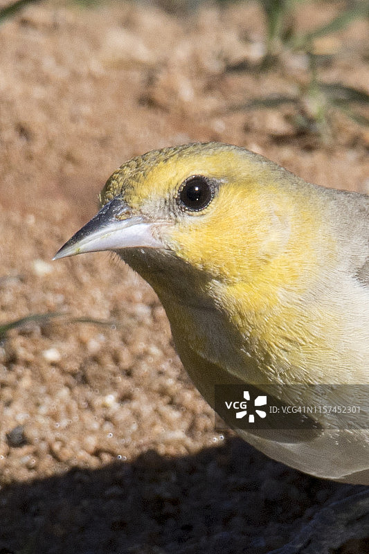 布洛克鹂雌鸟特写图片素材
