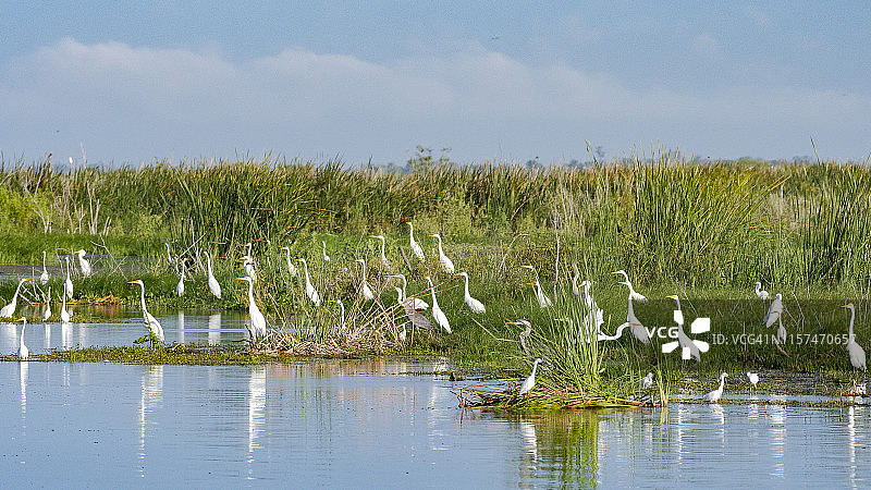 水边的大白鹭群图片素材