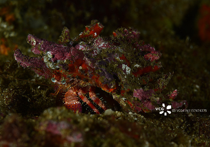 星眼寄居蟹图片素材