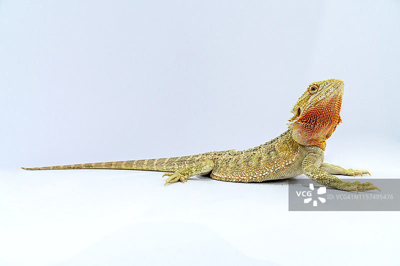 向上看的蜥蜴，白色背景图片素材