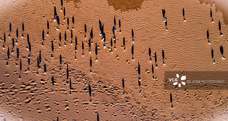 海鸥沐浴阳光 - 无人机拍摄图片素材
